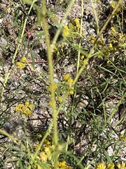 Hymenothrix wislizeni