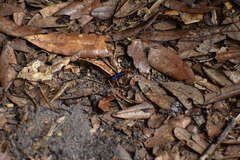 Tachypompilus ferrugineus