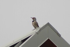 Colaptes auratus cafer