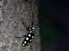Anoplophora decemmaculata