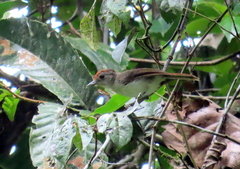 Malacopteron cinereum