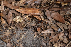Tachypompilus ferrugineus