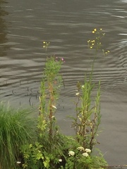 Sonchus palustris