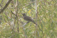 Colaptes auratus cafer