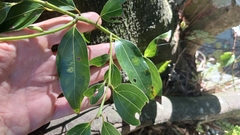 Cinnamomum insularimontanum