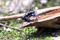 Cosmodela separata