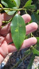 Cinnamomum insularimontanum