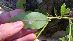Cinnamomum insularimontanum