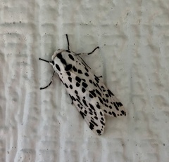 Hypercompe permaculata