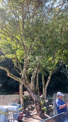 Cinnamomum insularimontanum