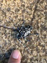 Anoplophora glabripennis