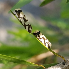 Scaptesyle dichotoma