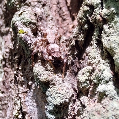 Phaeacius malayensis