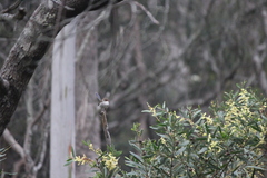 Malurus cyaneus cyaneus