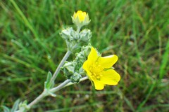 Potentilla effusa