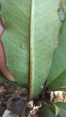 Ardisia cornudentata
