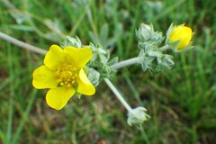 Potentilla effusa