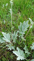 Potentilla effusa