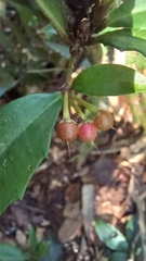 Ardisia cornudentata