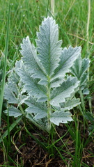Potentilla effusa
