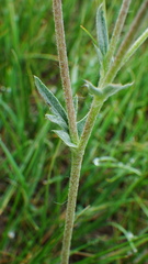Potentilla effusa
