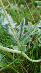 Potentilla effusa