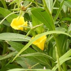 Ludwigia hexapetala