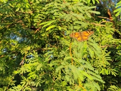 Libytheana carinenta mexicana
