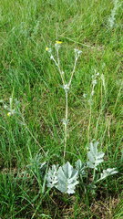 Potentilla effusa