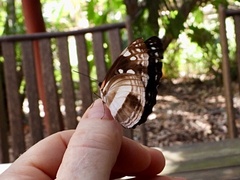 Phaedyma shepherdi