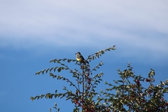 Tyrannus melancholicus