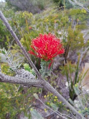 Melaleuca velutina