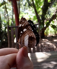 Phaedyma shepherdi