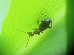 Anthicidae