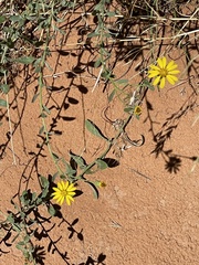 Heterotheca hirsutissima