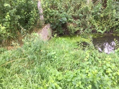 Hydrocotyle ranunculoides