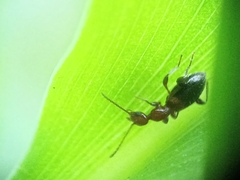 Anthicidae