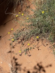Heterotheca hirsutissima