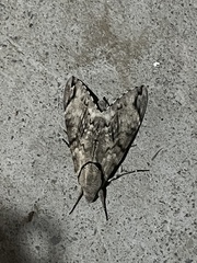 Psilogramma menephron