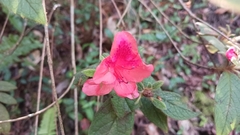 Rhododendron oldhamii