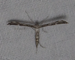 Hellinsia inquinatus