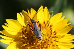 Chauliognathus limbicollis