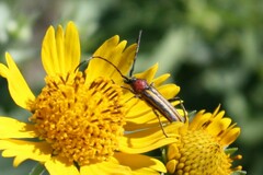 Chauliognathus limbicollis