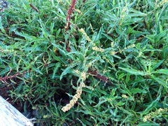 Rumex salicifolius