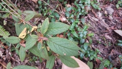 Rhododendron oldhamii