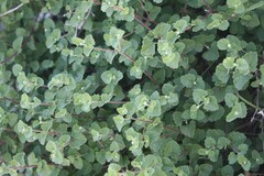 Brickellia veronicifolia