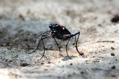 Cosmodela separata