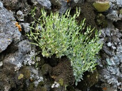 Draba lonchocarpa