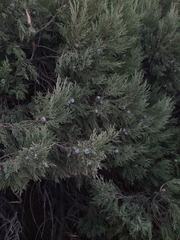 Juniperus excelsa