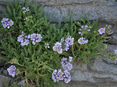 Polemonium elegans